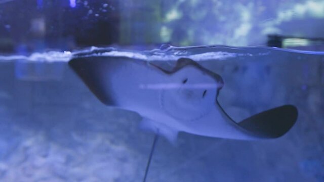 Close-up. stingray gracefully swimming along the wide aquarium tank in an oceanarium.