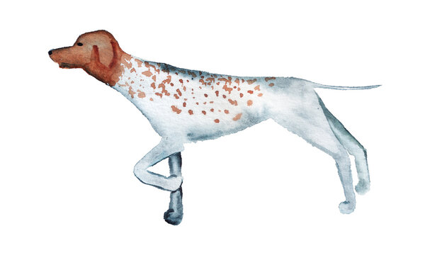 Watercolor image of pointer dog.