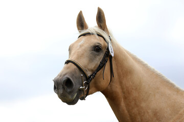  Close up of a horse head portrait on breeding test outdoors