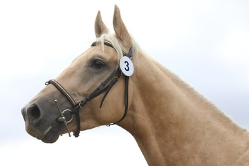 Obraz premium Close up of a horse head portrait on breeding test outdoors