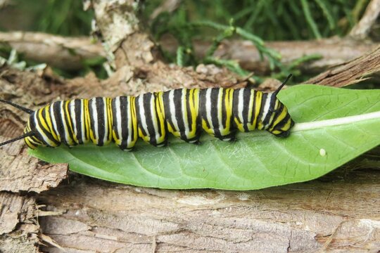 Monarch caterpillar on leaf in Florida nature, closeup