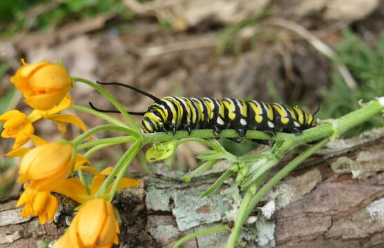 Monarch caterpillar on plant in Florida nature, closeup