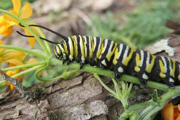 Monarch caterpillar on asclepias flowers in Florida nature, closeup