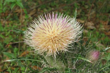 Thistle flower in bloom in Florida wild, closeup