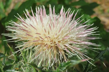 Tropical thistle flower in Florida wild, closeup