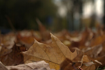 fallen maple leaves on an autumn morning