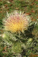 Close up of a tropical thistle flower in Florida wild