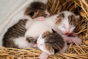 The newborn little cats is crying on the hayloft.