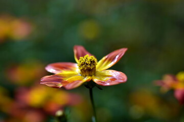 Fototapeta premium Nahaufnahme einer Bidens Triplinervia