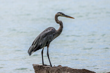 Heron resting on a rock on the edge of the Caribbean Sea in Cahuita