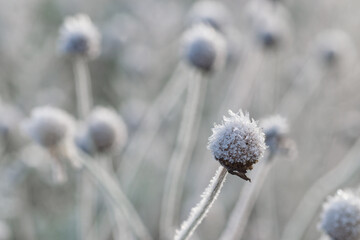 Frozen dry plants covered with frost snow in the winter field.