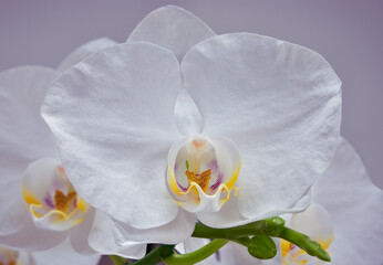 White moon orchid (Phalaenopsis amabilis) flower close up on soft purple background