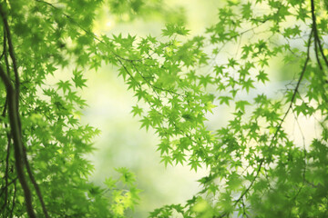 楓の新緑