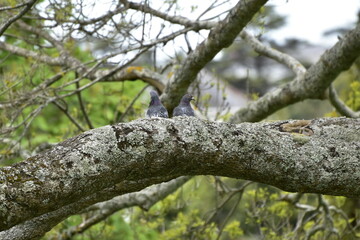 pigeons on tree trunk