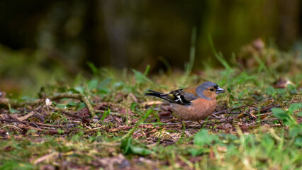 robin on the grass