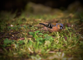 bird on the ground