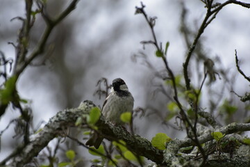 Fototapeta premium bird on a branch