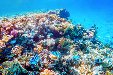 Naklejka na ściany i meble Beautifiul underwater colorful coral reefs with tropical fish