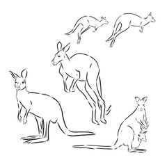 kangaroos jump in graphics on a white background vector, kangaroo, vector sketch illustration