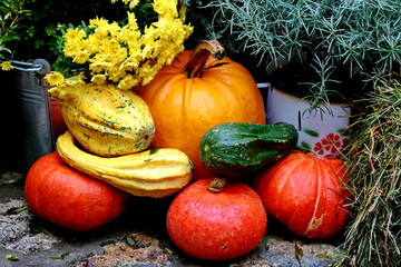 
Winter squashes pumpkin in autumn garden 