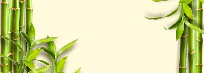 Green bamboo branches on yellow background space for text © Karneg