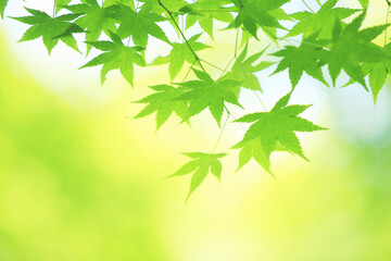 楓の新緑