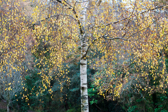 Betula pendula -  Silver Birch Tree with selective focus on autumn leaves. 