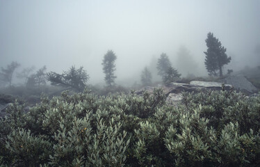 Mist down on alpine forest