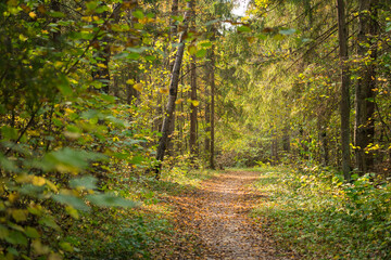 Fototapeta na wymiar Footpath in autumnal forest in fall day