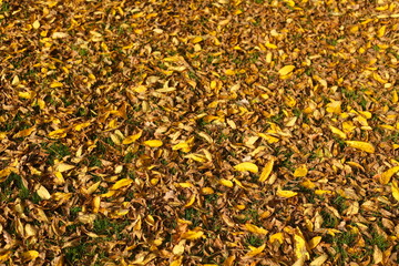 gelb verfärbtes Herbstlaub, auf dem Boden liegend