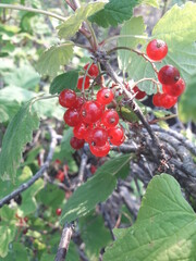 red currant bush