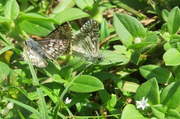 Tropical skipper butterflies on a plant in Florida nature, closeup