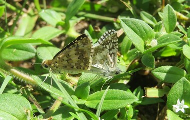 Mating skipper butterflies on plant in Florida wild, closeup