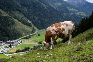 Fototapeta na wymiar Simmental cattle in the mountains at the bottom left you can see the entrance to the famous Grossglockner High Alpine Road
