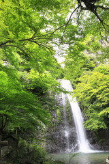 Obraz premium 箕面の滝