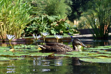 Ente im Seerosenteich im Botanischen Garten in Freiburg