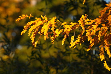 gelb verfärbtes Herbstlaub an einem Baum, Blauer Himmel, Deutschland, Europa
