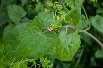Weeds, Jarmani Lota, Mikania Micrantha Kunth, Bittervine, Germani Lota. Moringa, leaves (Moringa oleifera Lamk.)