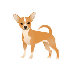 Isolated colorful happy standing chihuahua on white background. Color flat cartoon breed dog. - obrazy, fototapety, plakaty