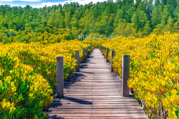   Wooden bridge at Tung Prong Thong or Golden Mangrove Field, Rayong province, Thailand ( Thai translation : Mangrove forest ecotourism Thung Prong Thong ).