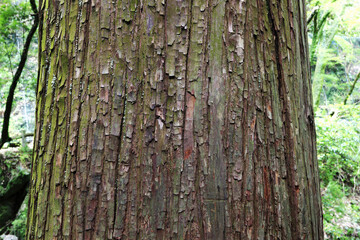 杉の大木