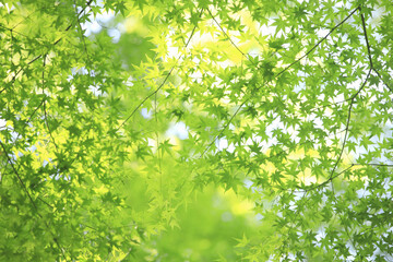 楓の新緑