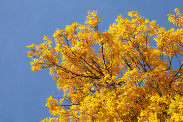 gelb verfärbtes Herbstlaub an einem Baum, Blauer Himmel, Deutschland, Europa