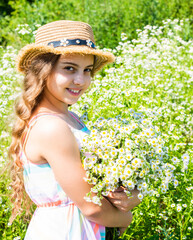 Harvest fresh herbs. Little girl collecting chamomile flowers in field, flora concept