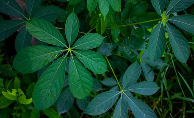 Seven Star Green Leaves on the roadside. The combination of the seven leaves creates a mystery.