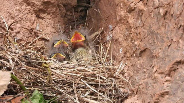 Zippammer (Emberiza cia) im Moseltal