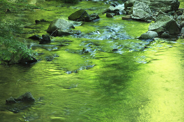 水面に写る新緑