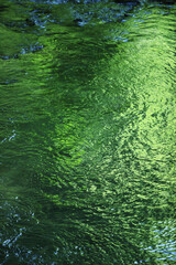 水面に写る新緑