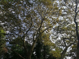 trees and sky