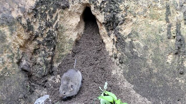 A small gray mouse, a vole, will climb and climb out of its burrow. Rodent living in nature